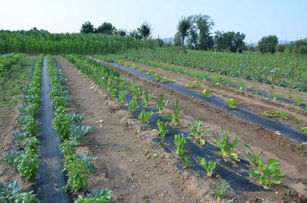 2015 - L'orto aziendale