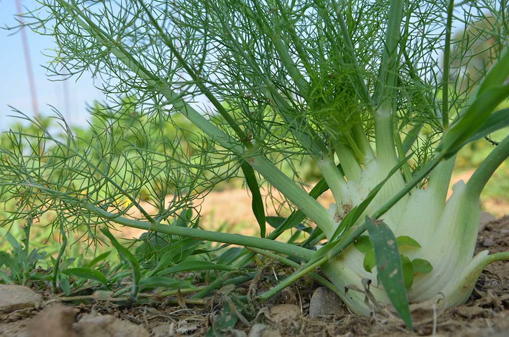 2015 - L'orto aziendale